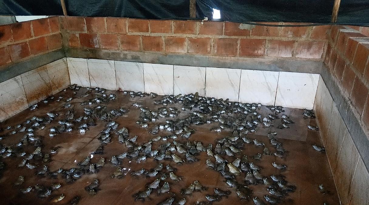 FIPERJ ACOMPANHA EXPANSÃO DE RANÁRIO EM TRÊS RIOS, QUE IMPULSIONA A PRODUÇÃO DE CARNE DE RÃ NO ESTADO